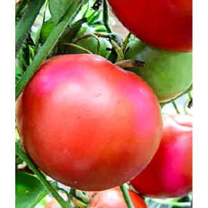 Пандароза F1 - томат индетерминантный, 500 семян, Seminis (Семинис) Голландия фото, цена